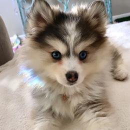 Pomskies from Happy Hills Kennels