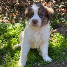 Lou - Red tri-color male Australian Shepherd puppy in Grants Pass, Oregon from Carmel Mountain Aussies