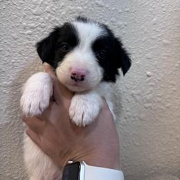 Australian Cattle Dog Puppies from Hangin R Kennels