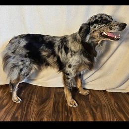 Australian Shepherd All Grown Up from 3am Riot Ranch