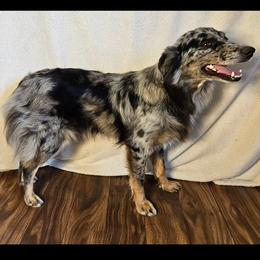 Australian Shepherd All Grown Up from 3am Riot Ranch