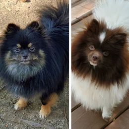 Pomeranian puppies from Brenda's Pomeranians - Amazing Grace Pomeranians