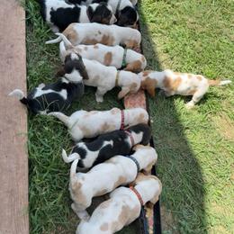 Basset Hound and Pembroke Welsh Corgi Puppies from Solo Spur Ranch