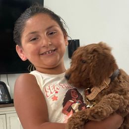 Holly - Red  female Goldendoodle puppy in Lancaster, California from Kid's Best Doodle