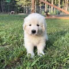 Congo (red collar) - White male Maremma Sheepdog puppy in Kalamazoo, Michigan from Wild at Farm
