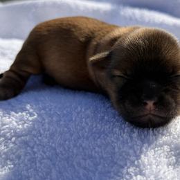Nugget - Brindle female Shorkie puppy in Escondido, California from Yorkies of Escondido