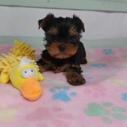YELLOW - Black and tan male Yorkshire Terrier puppy in Grand Terrace, California from CLC SOUTHERN YORKIES