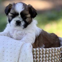 Autumn - Black gold and white female Shih Tzu puppy in Waco, Texas from Shih Tzus To Love