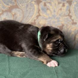Green collar boy - Black and red male German Shepherd puppy in Coleta, Illinois from Four Leaf Farm- Vom Vierblättriges Bauernhof