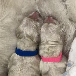White male - Light golden male Golden Retriever puppy in New Enterprise, Pennsylvania from Life is Golden Retrievers