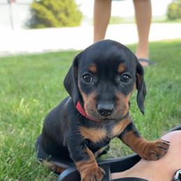 Dachshund Puppies from JF Doxies
