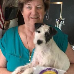 Parson Russell Terriers from Shasta N Terriers
