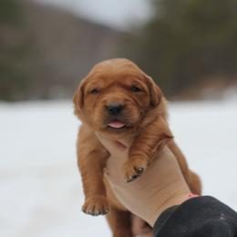 Girl 1 - Dark golden female Golden Retriever puppy in Lucasville, Ohio from Trusting Hearts Kennel