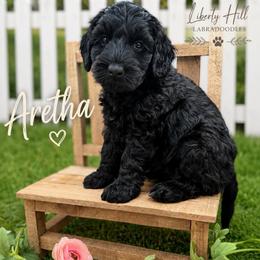 Aretha - Black female Australian Labradoodle puppy in Denton, Texas from Liberty Hill Labradoodles