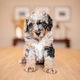 Boy 4 - male Bernedoodle puppy in Chandler, Arizona from Phoebe's Bebies