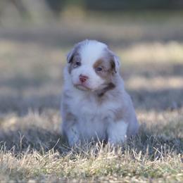 Butterscotch - Red merle female Miniature American Shepherd puppy in Stephenville, Texas from Diamond H Aussies