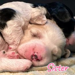 Fawn Sister - Fawn and white female Sheepadoodle puppy in Cambridge, Ohio from Sweet Creek Pups