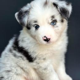 Chewy - Blue merle male Miniature Australian Shepherd puppy in Luling, Texas from Little Wood Toy and Mini Aussies