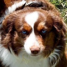 Stella - Miniature American Shepherd