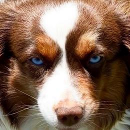Stella - Miniature American Shepherd