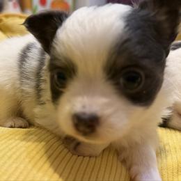 Adam - Black and white male Chihuahua puppy in Amity, Pennsylvania from Rhoda and Verna