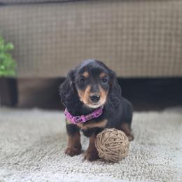 AKC Meet Shelby :) - Black and tan female Dachshund puppy in Centerville, Iowa from Barnyard Dachshunds, Dals & Doodles