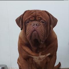 Rebel - Dogue de Bordeaux