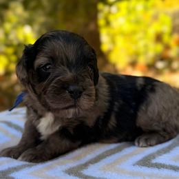 Gomez - Blue merle male Aussiedoodle puppy in Mulino, Oregon from Korbella Farm