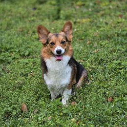 Nova - Pembroke Welsh Corgi