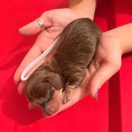 Rachel - Chocolate and tan female Dachshund puppy in Broomfield, Colorado from Jessi’s Longdog Lounge