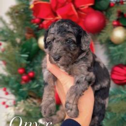 Onyx - Merle male Bernedoodle puppy in West Jordan, Utah from Doodles Friend