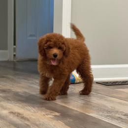 Daphne - Red  female Goldendoodle puppy in Nortonville, Kentucky from Deb’s KY Doodles