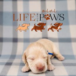 Louie - Cream male Dachshund puppy in Palm Bay, Florida from Life With Mini Paws