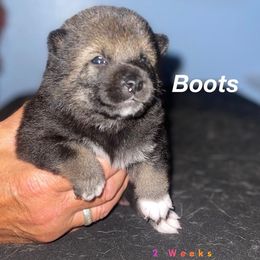 Shiba Inu Puppies from ScrapiShibas