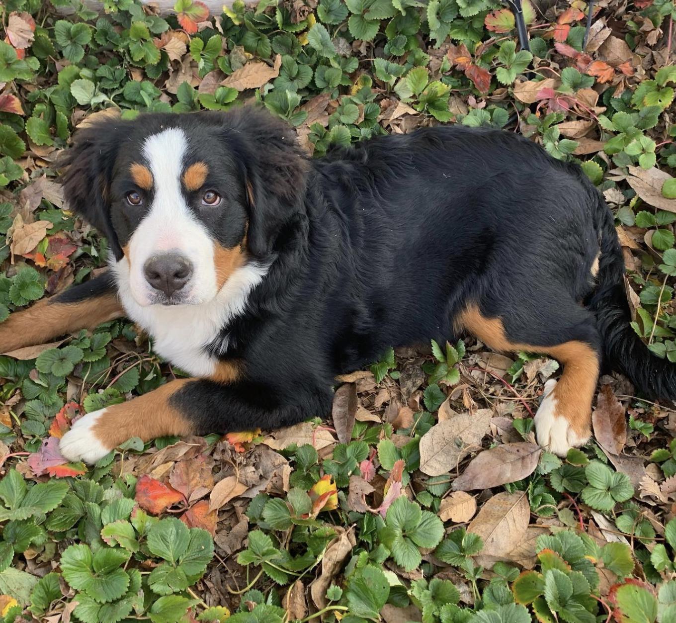 Estes Kennels in California Bernese Mountain Dog puppies Good Dog
