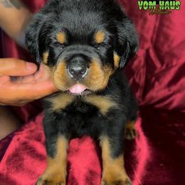 "6 week old pup from one of our past breedings  " Rottweiler Puppies from VHWilliamsRottweilers