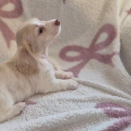 Sissie - Piebald female Dachshund puppy in Denton, Georgia from Pleasantdachs Minis