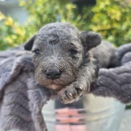 Jaxon - Blue merle male Bernedoodle puppy in Blackfoot, Idaho from Draper Mountain Doodles