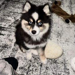 Pomsky Puppies from Arctic Tails