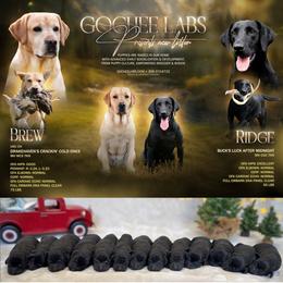 Female - Black female Labrador Retriever puppy in Sherrard, Illinois from Gochee Labs