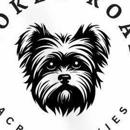 Yorkshire Terriers from Broken Road Acres Yorkies
