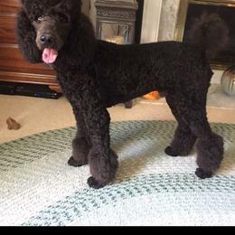 Poodle All Grown Up from KB Blue Sky Farm