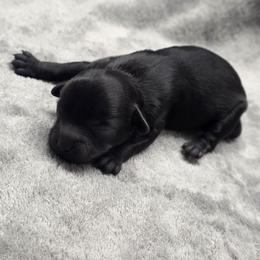 Loretta Lynn - Black female Shihpoo puppy in Delphos, Ohio from Route 66 Puppies