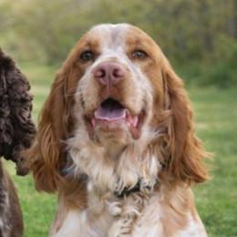 Henry - English Springer Spaniel