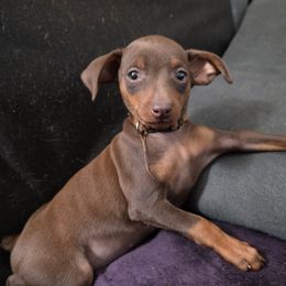 XCF2-Orange - Chocolate and rust female Miniature Pinscher puppy in Middle Point, Ohio from Knisely's Min Pins-AKC