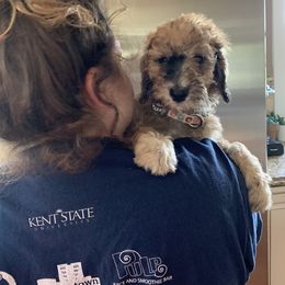 Bernedoodle and Poodle Puppies from Sunset Family Farm