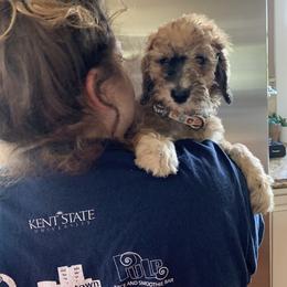 Bernedoodle and Poodle Puppies from Sunset Family Farm