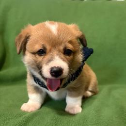 Girl 3 - Red female Pembroke Welsh Corgi puppy in Pikeville, Tennessee from Rock Solid Ranch