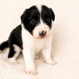 Finn - Male - Black and white male Border Collie puppy in Avery, Texas from Willa Creek Border Collies
