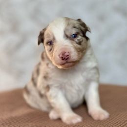 Gravy - Red merle male Australian Shepherd puppy in Argyle, Iowa from Country Time Kennels